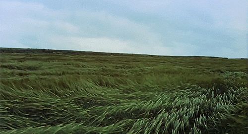 Wind acting on a field of tall grass.