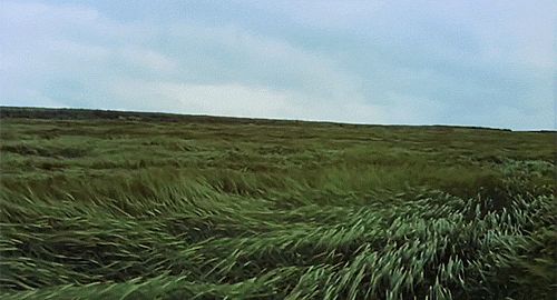Wind acting on a field of tall grass.