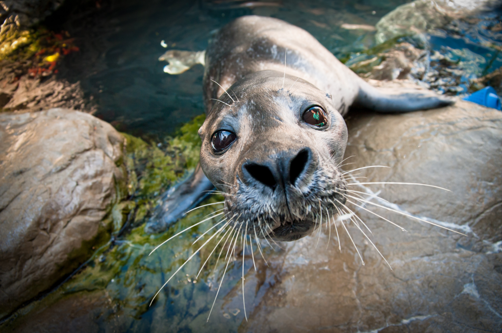 Harbor Seal whiskers