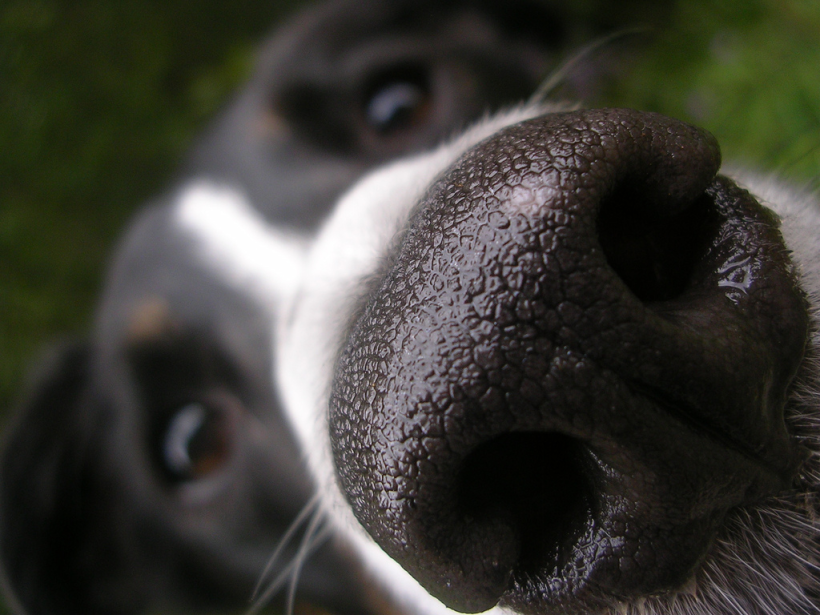 Cute dog nose up close.
