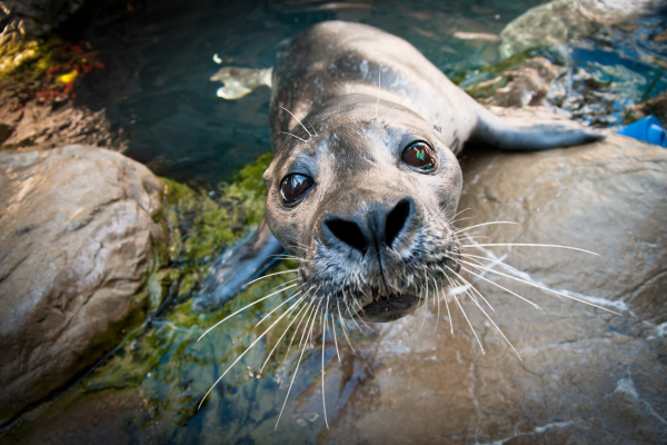 Harbor Seal whiskers